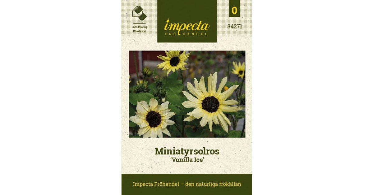 Solros Miniatyr Vanilla Ice