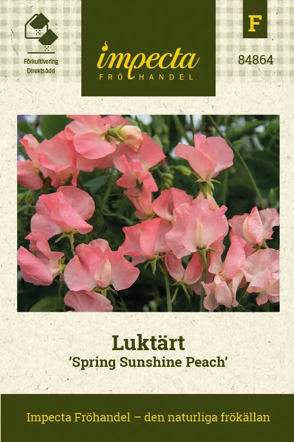 Luktärt 'Spring Sunshine Peach' 10 st