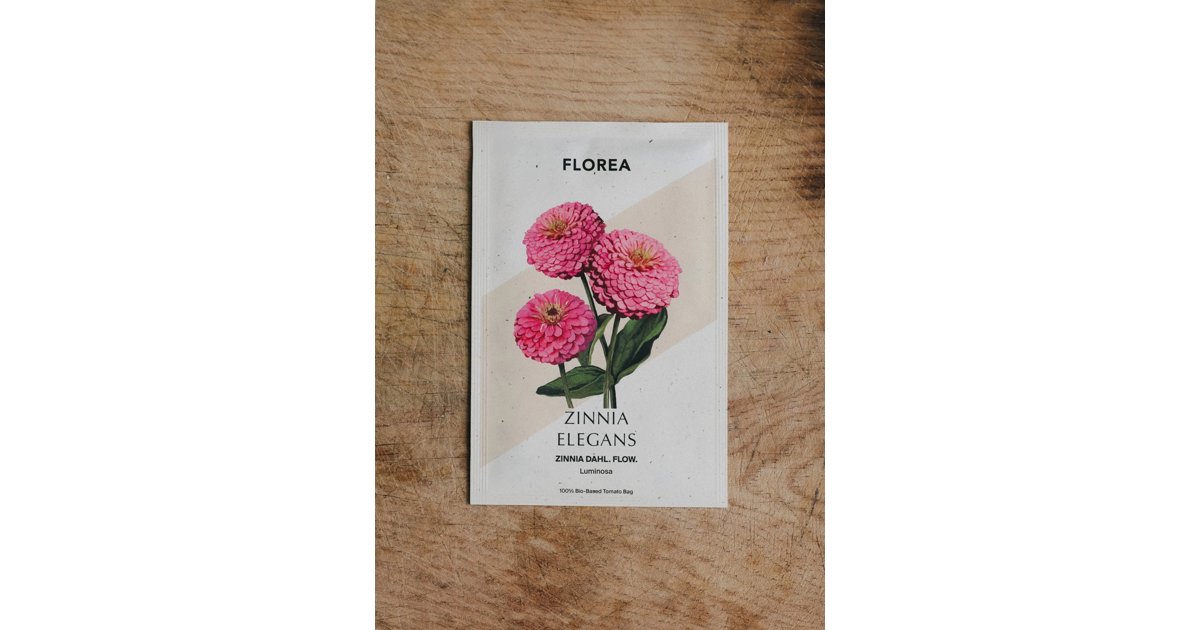 Zinnia Dahl Flow Luminosa
