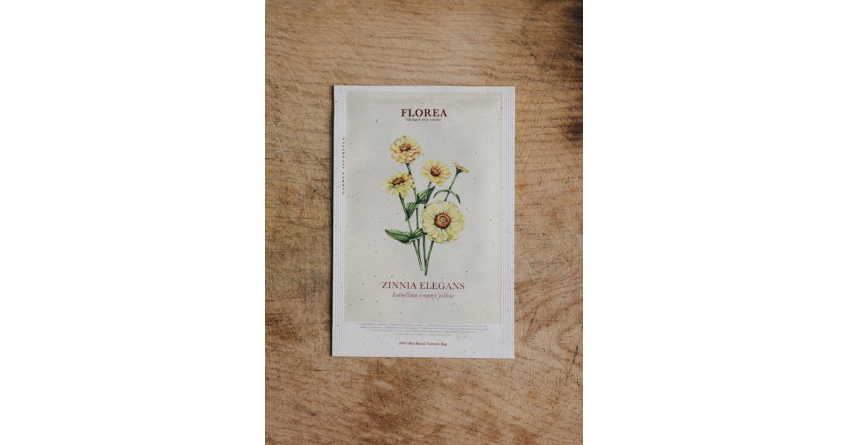 Zinnia Dahl Flow Isabellina Creamy Yellow