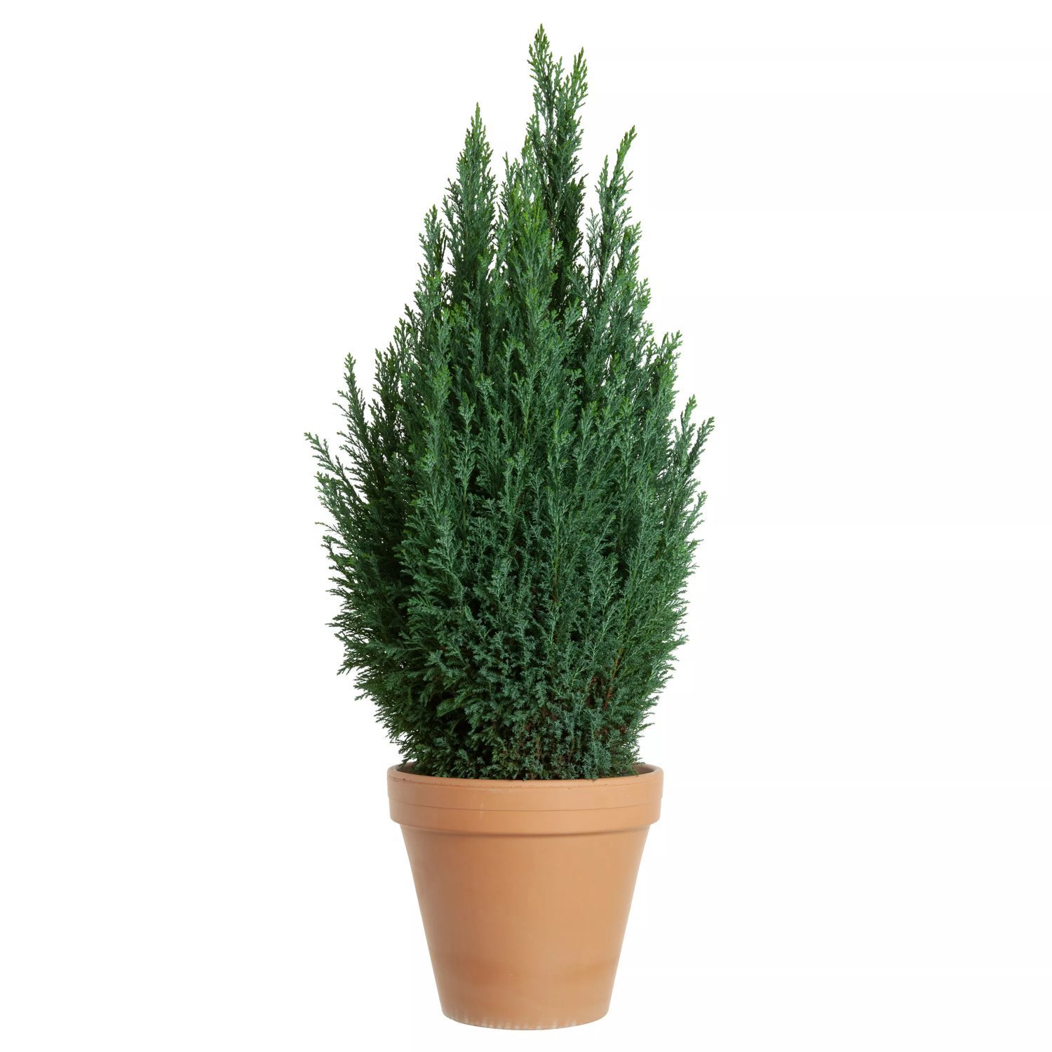 Cypress Blomsterlandet () Cypress Blomsterlandet