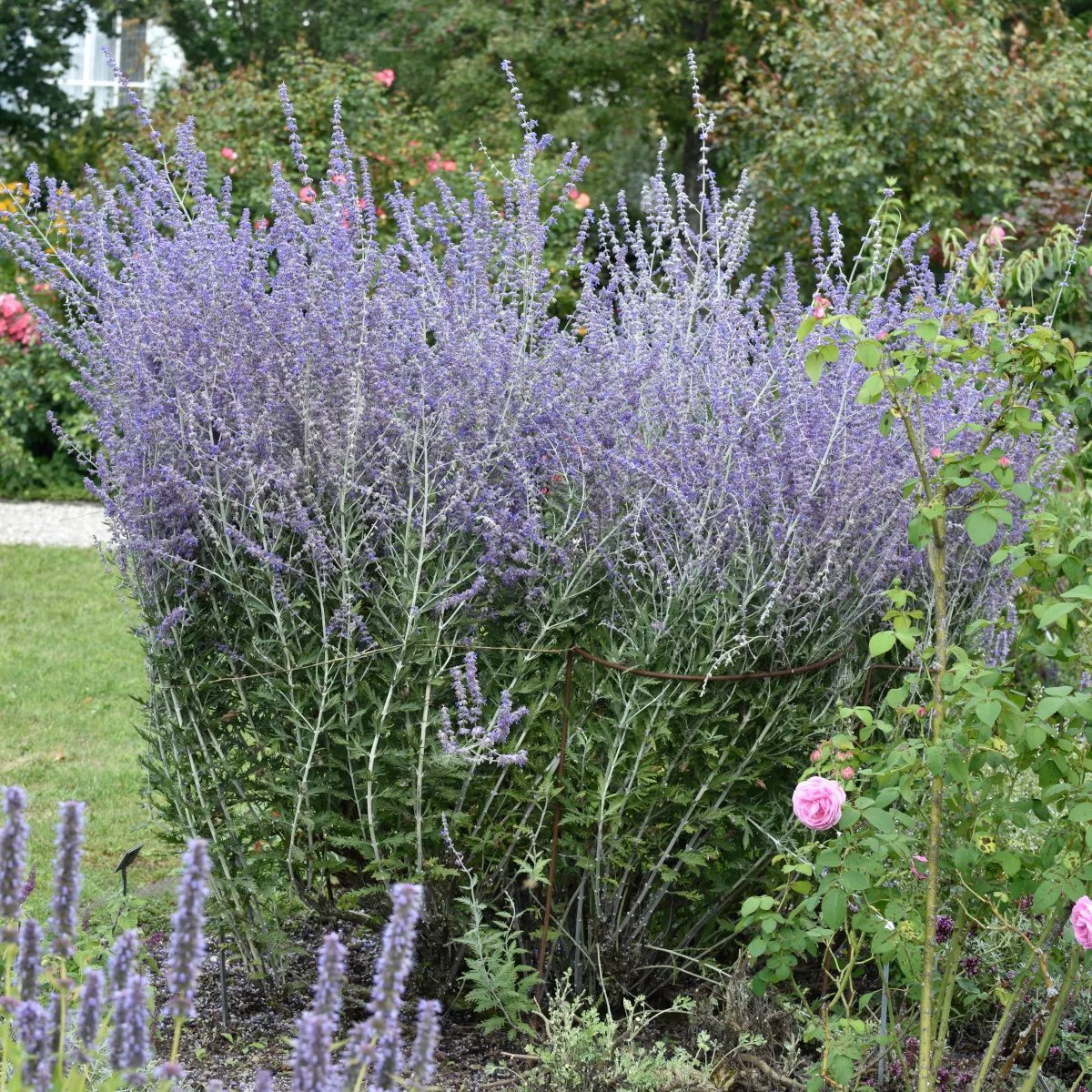 Produktbild på Perovskia 'Blue Spire'