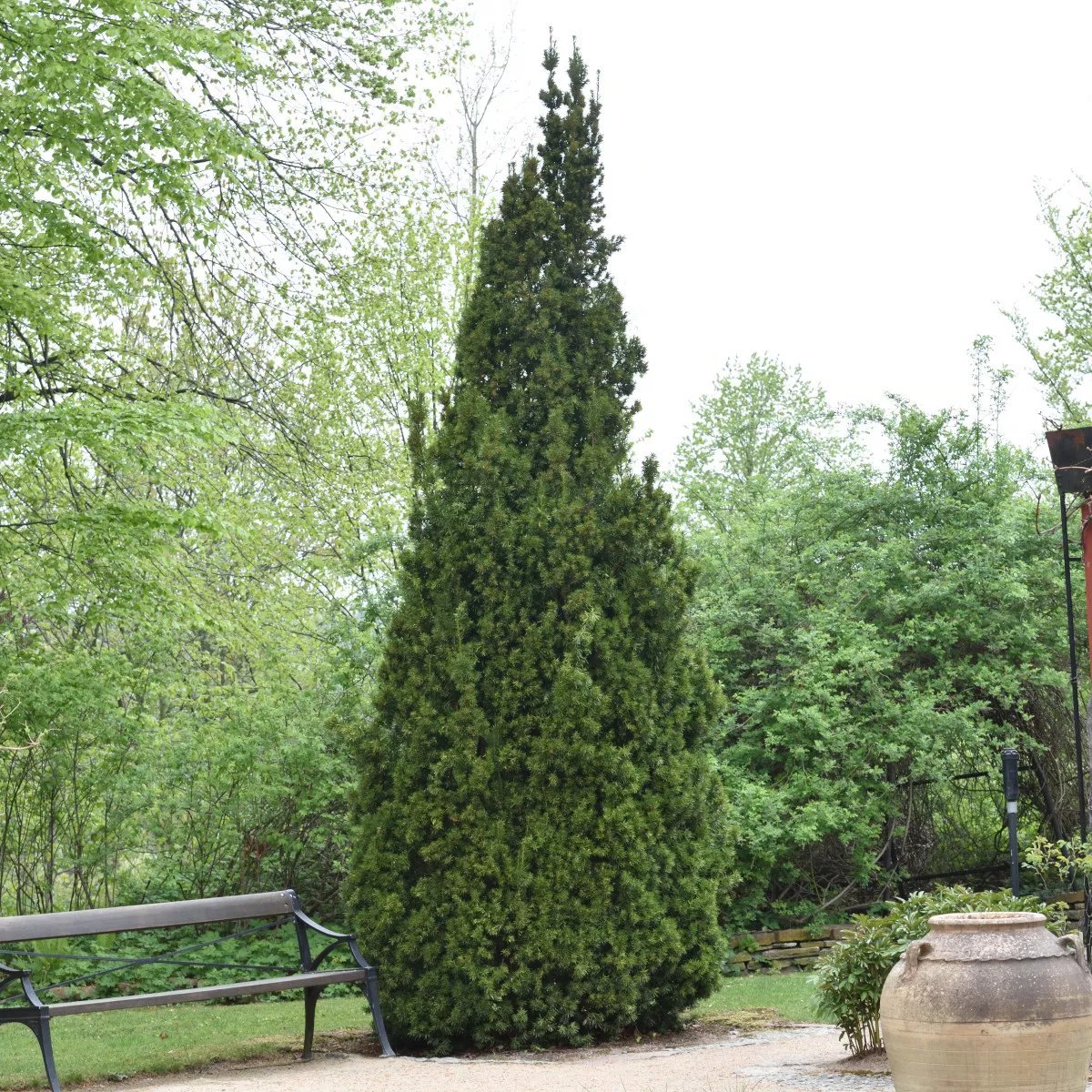 Hybrididegran 'Viridis' 5 liter 70-80 cm