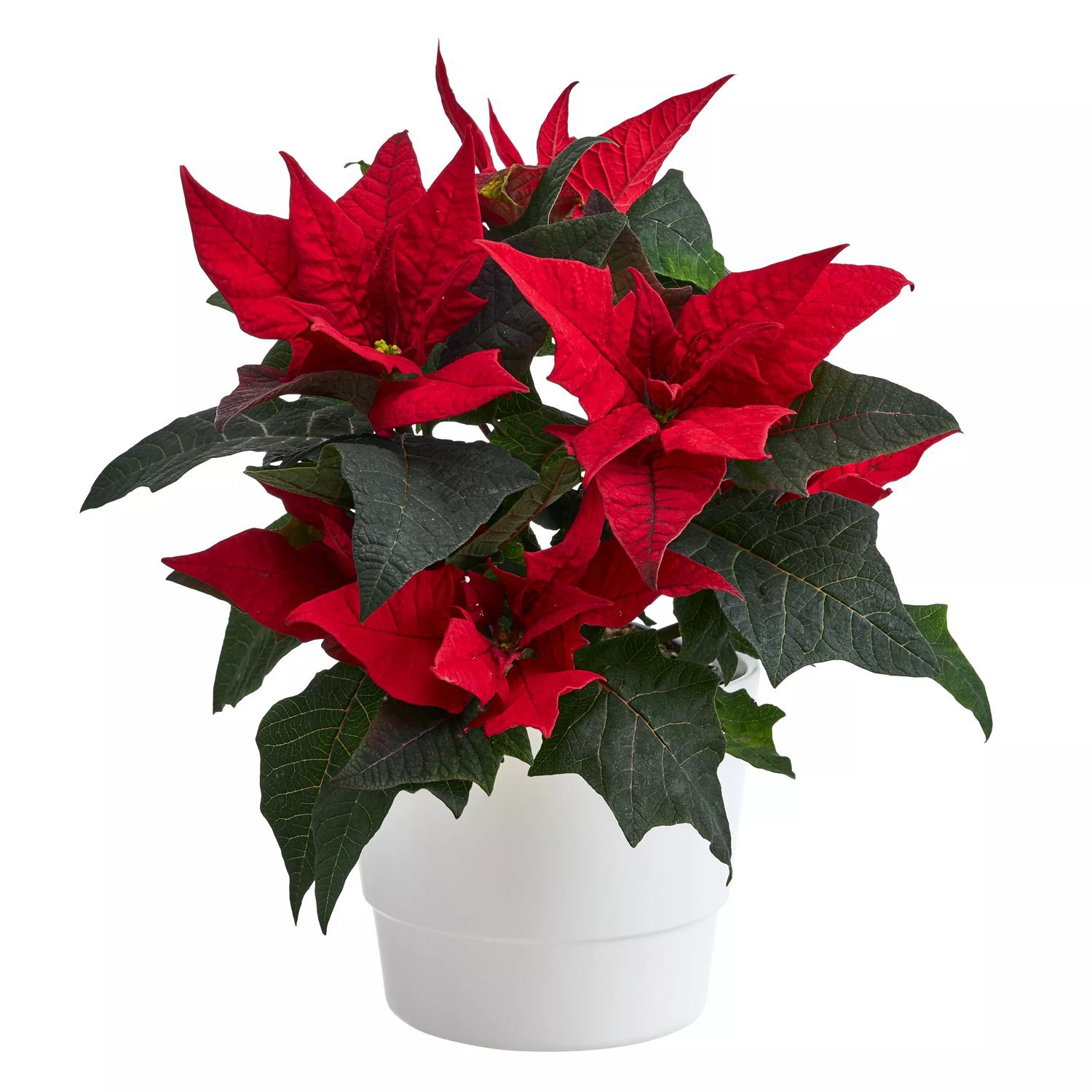 Julstjärna JESTER RED grenad 3-5 grenar 12 cm 25-30 cm Från Sverige