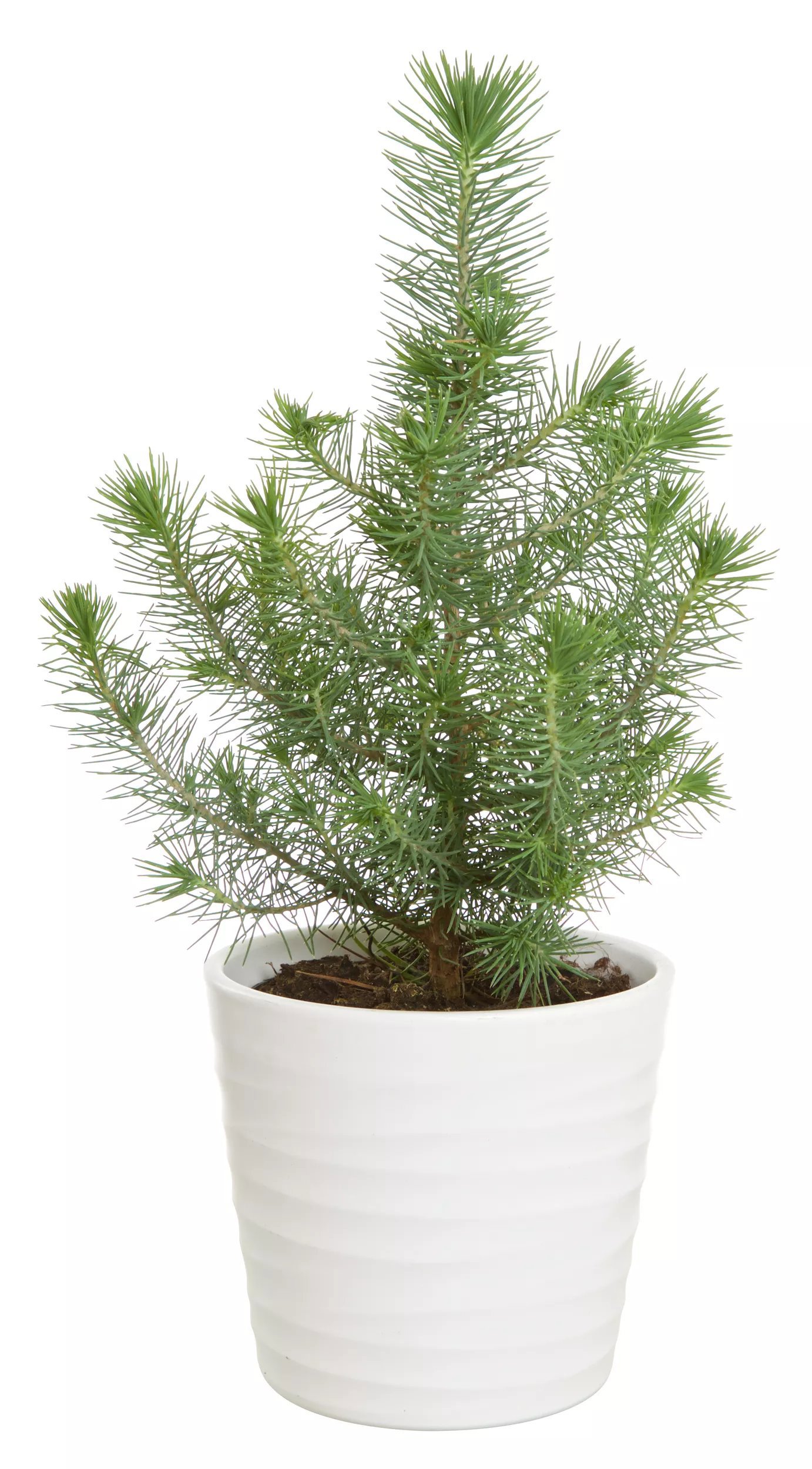 Pinje 'Silver Crest' 10.5 cm 20-30 cm MPS
