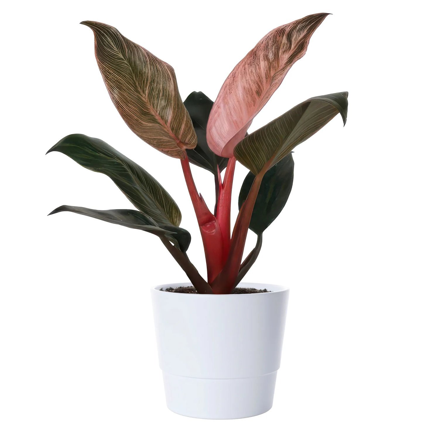 huge zz plant Large ZZ Plant