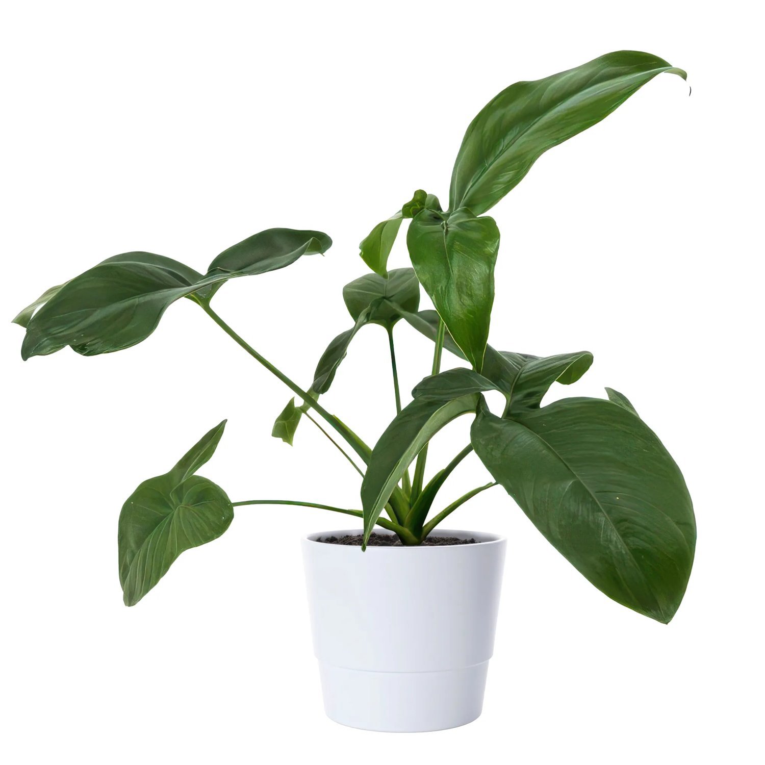 pueraria mirifica plant Pueraria Mirifica - Hormone Balance Menopause / Skin / Breast Enlargement