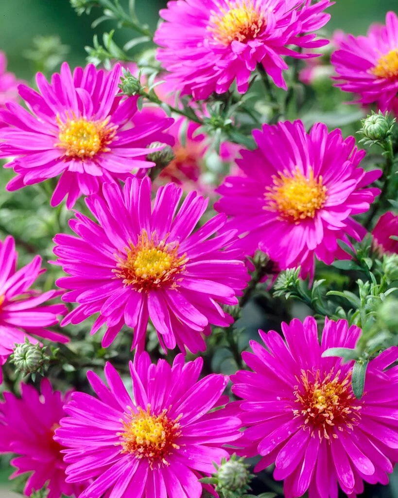 Höstaster 'Anneke' 1 liter MPS