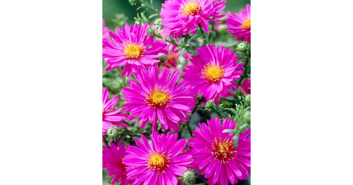 Höstaster 'Anneke' 1 liter MPS