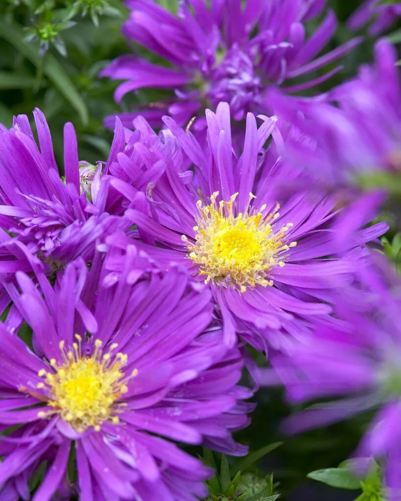 Höstaster 'Tonga' 1 liter MPS