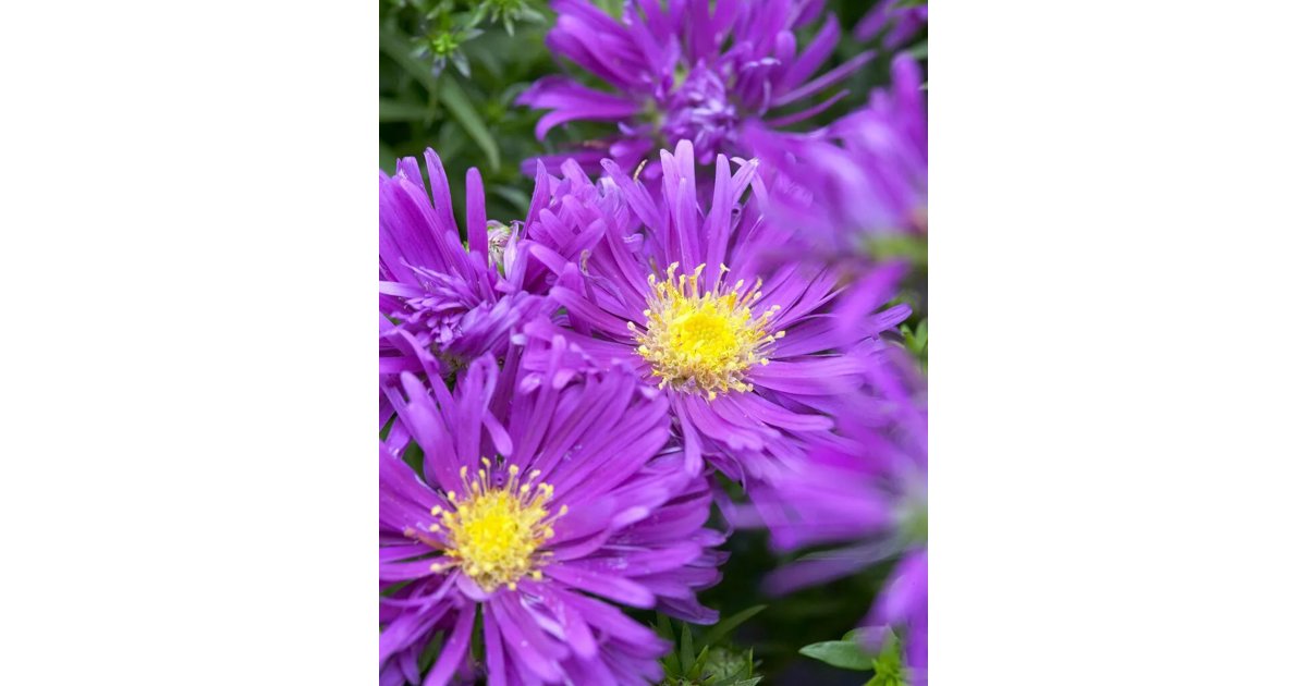 Höstaster 'Tonga' 1 liter MPS