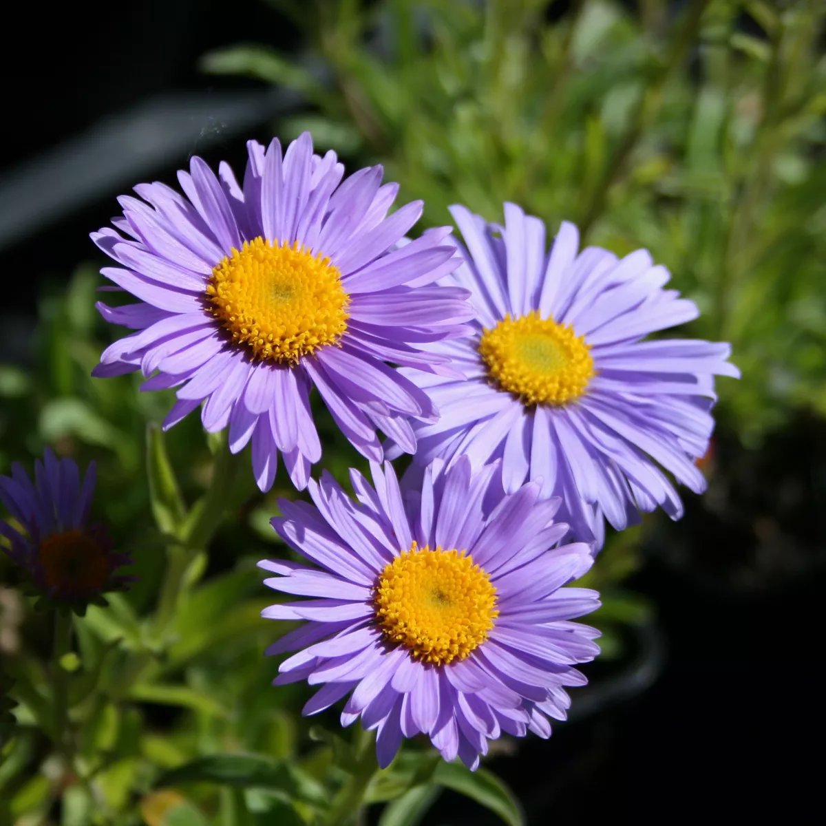 Alpaster 'Goliath' 11 cm