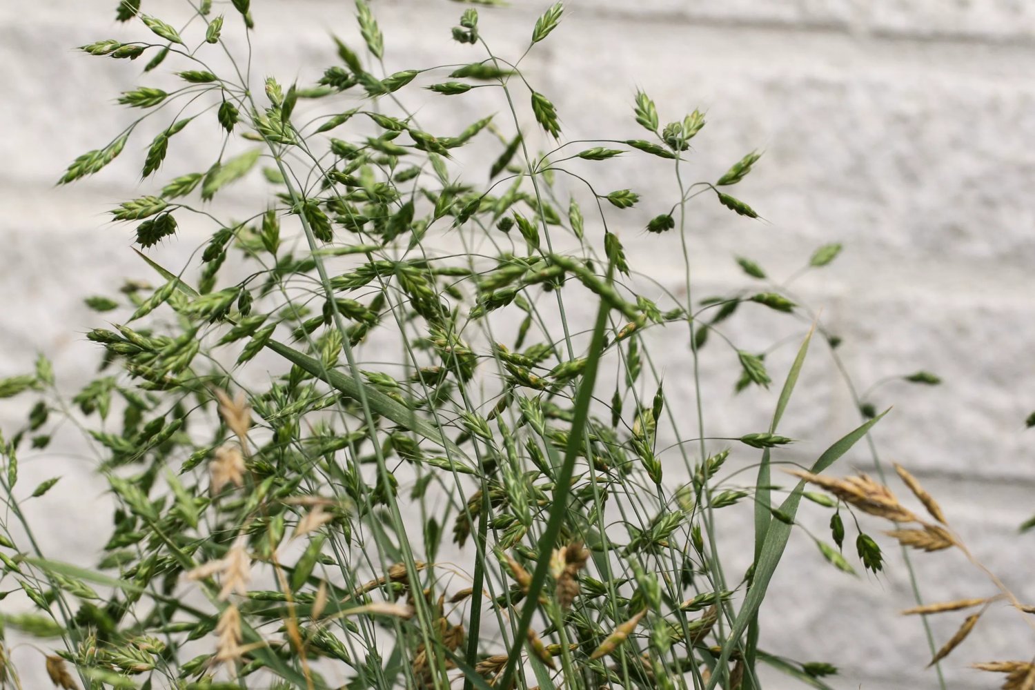 Droppax 9 cm