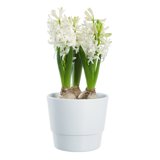 Produktbild på Hyacint 3-plant, vit