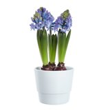 Produktbild på Hyacint 3-plant, blå