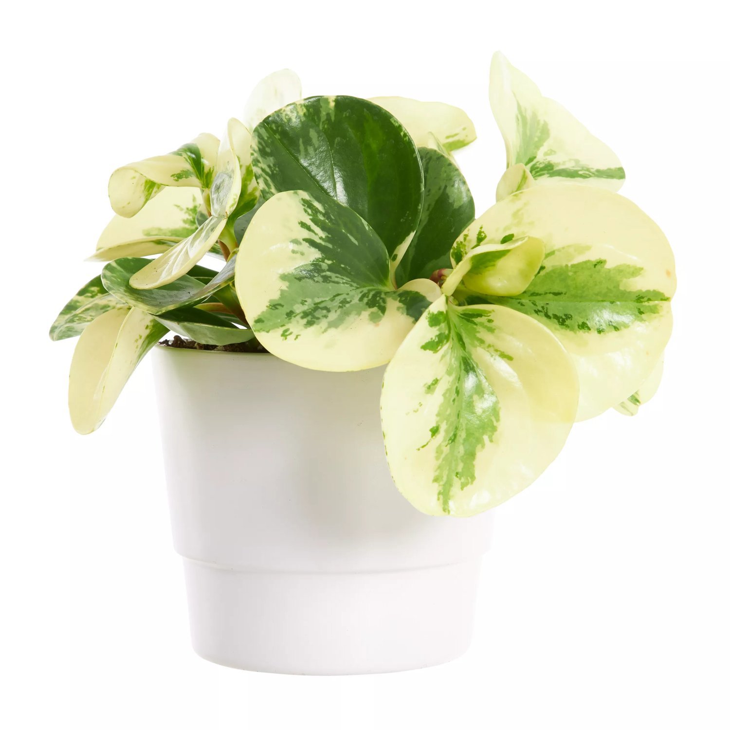 Produktbild på Fredsgrönska 'Variegata'