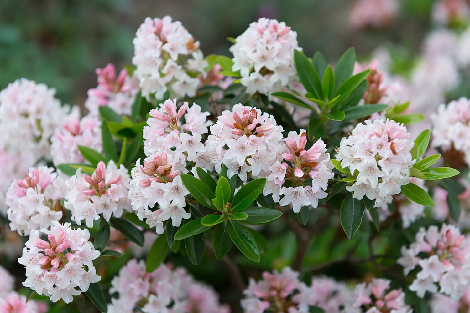 welcher rhododendron blht zweimal im jahr Rhododendron 'Blewbury' Wei-Rot kaufen