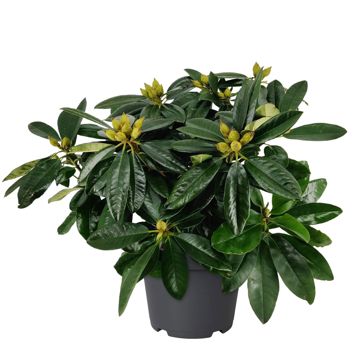 thuja heckenpflanzen kaufen Lebensbaum Thuja occidentalis Smaragd 140-160 cm Hhe Ballenware