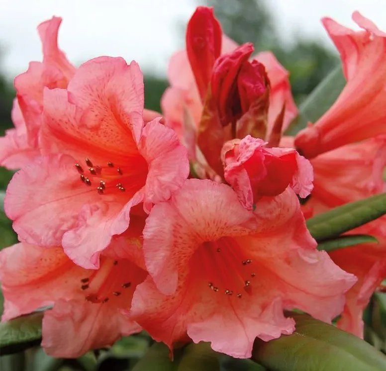 Rhododendron 'Tortoiseshell Orange' 23 cm 60-70 cm MPS