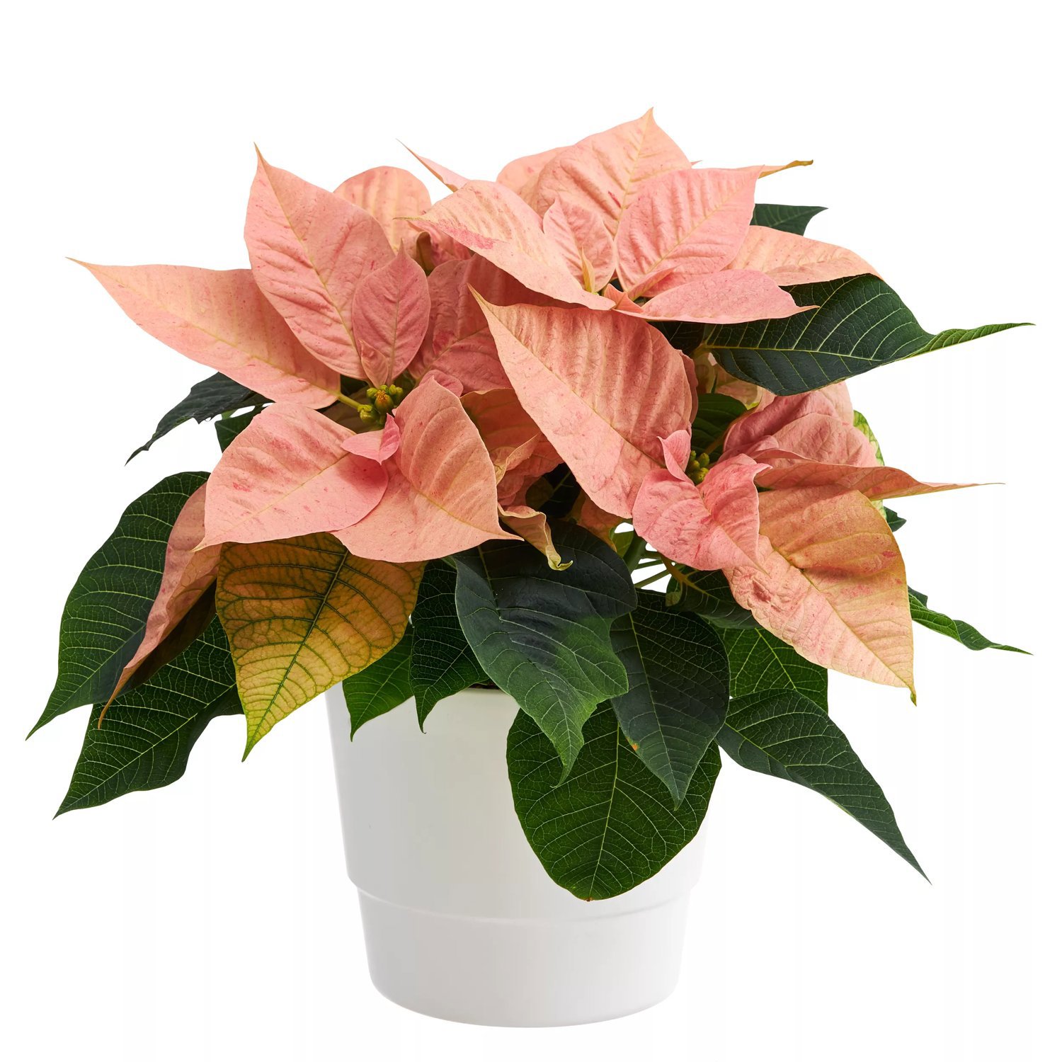 Julstjärna CHRISTMAS BEAUTY CINNAMON 3-5 grenar 12 cm 20-30 cm Svenskt ...