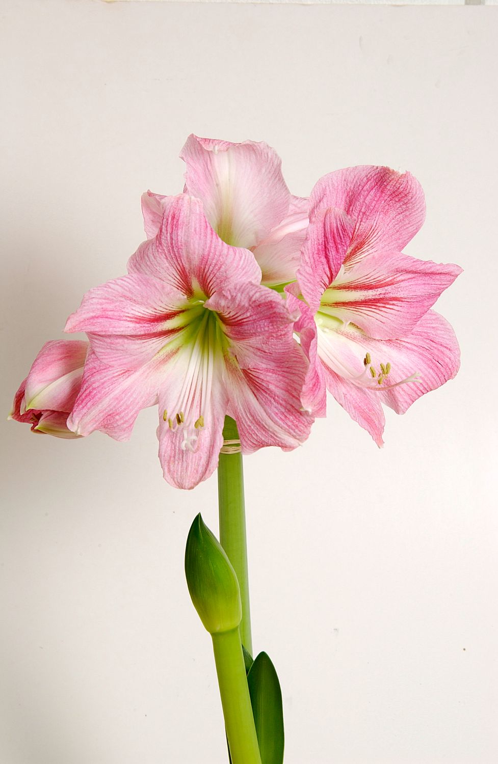 Amaryllis &lsquo;Candy Floss&rsquo; 2-3 knoppar 13 cm Svenskt Sigill/Från Sverige