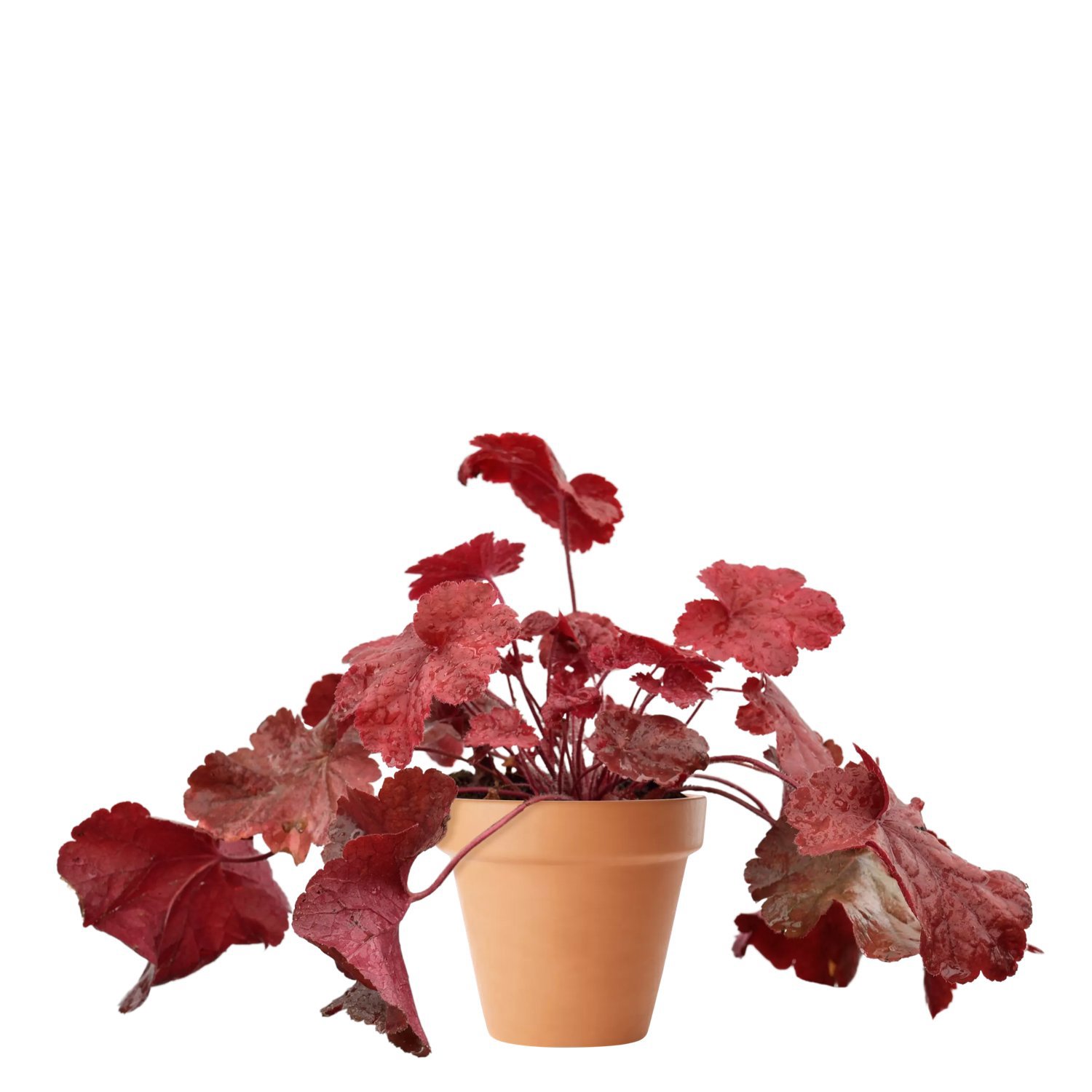 Alunrot FOREVER RED 11 cm Svenskt Sigill/Från Sverige Säve Plantskola