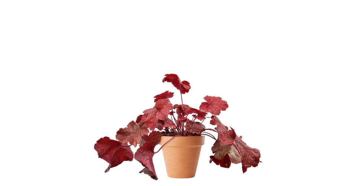 Alunrot FOREVER RED 11 cm Svenskt Sigill/Från Sverige Säve Plantskola