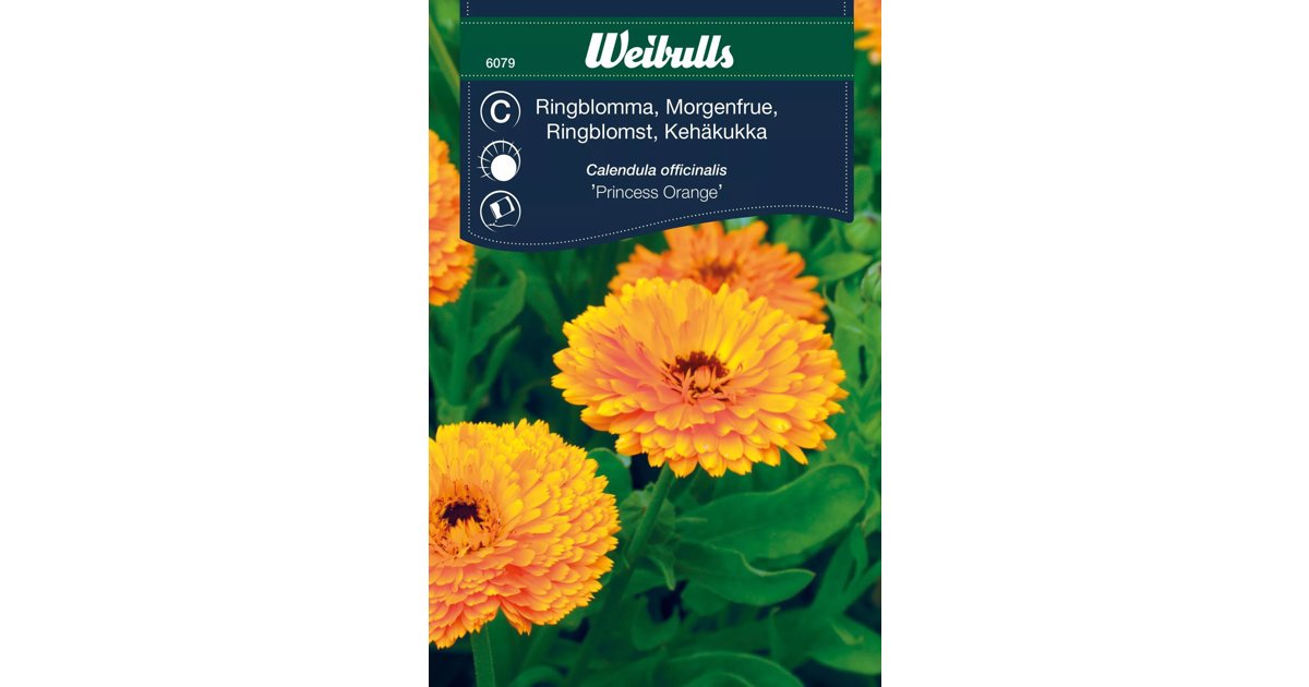 Ringblomma Princess Orange