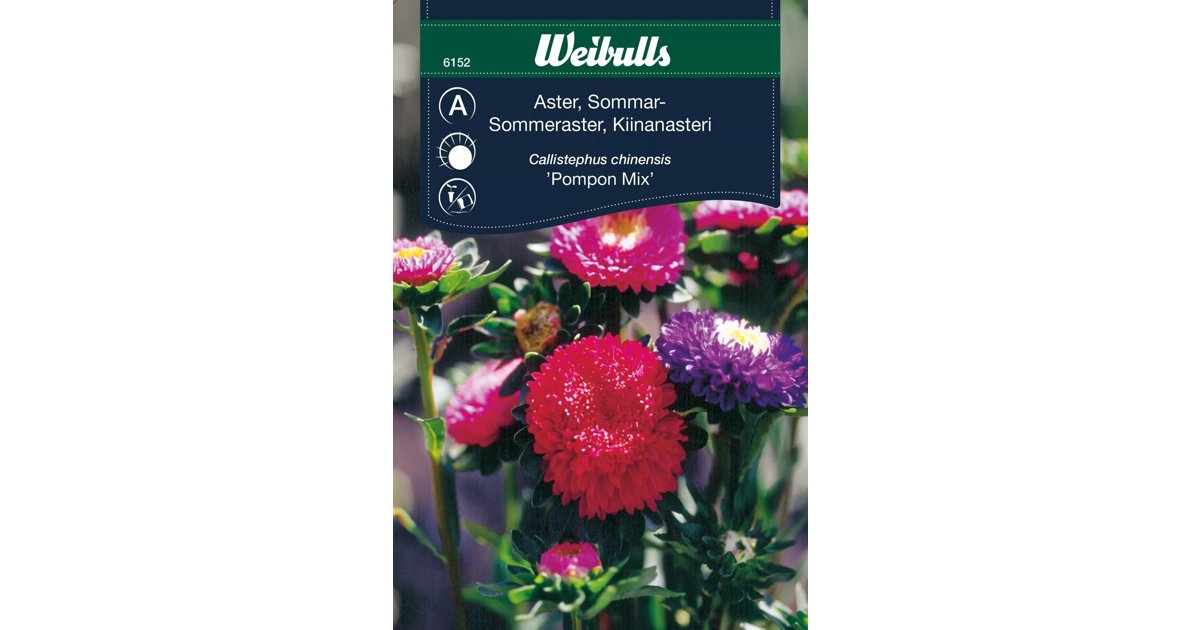 Aster Pompon Mix