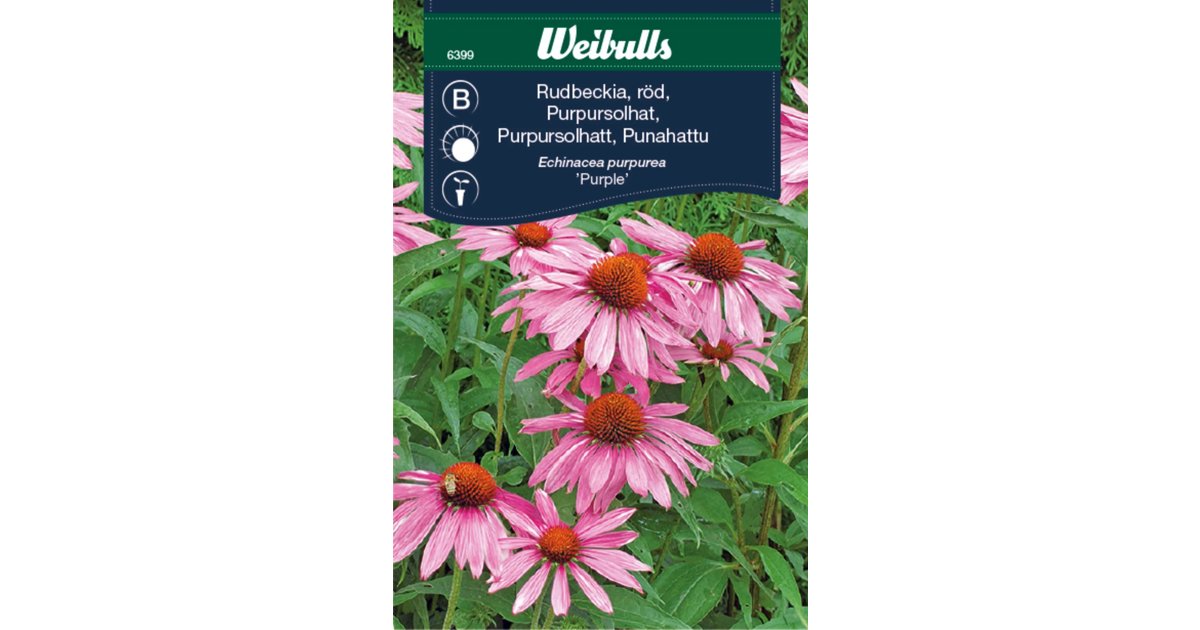Rudbeckia