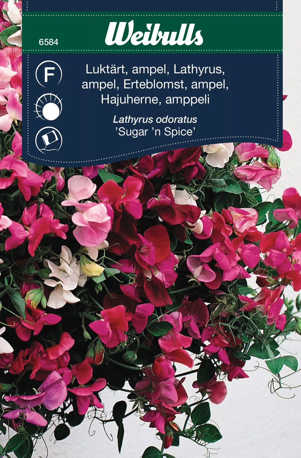 Luktärt Ampel Sugarn Spice