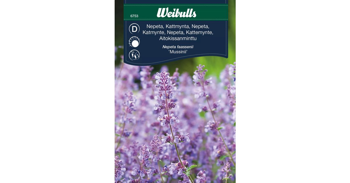 Kantnepeta Mussinii