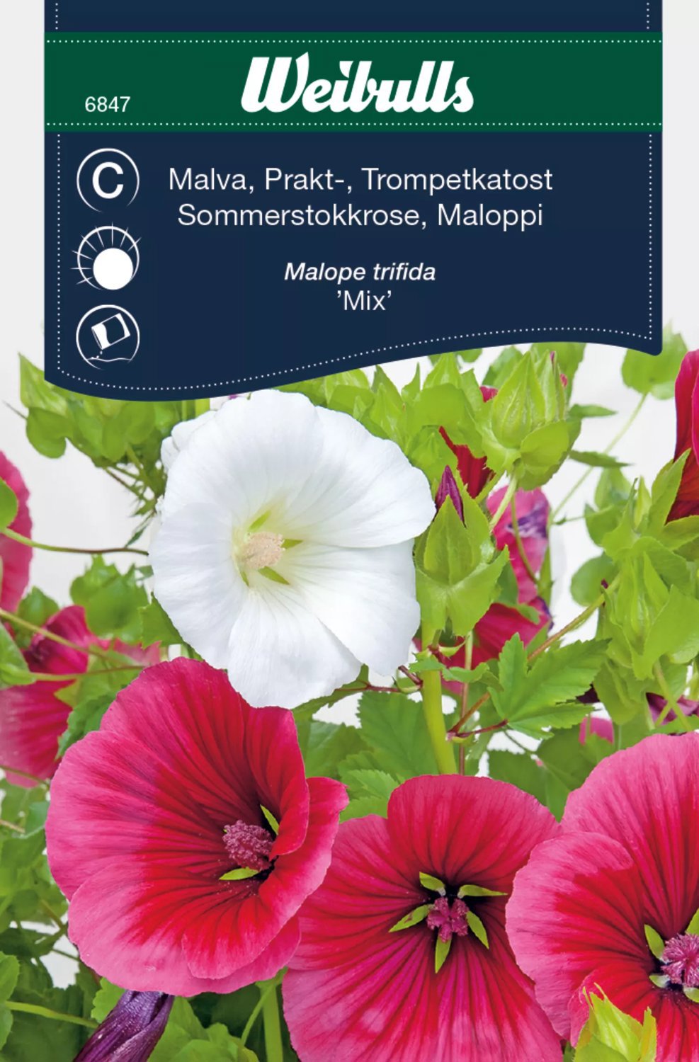 Praktmalva Mix