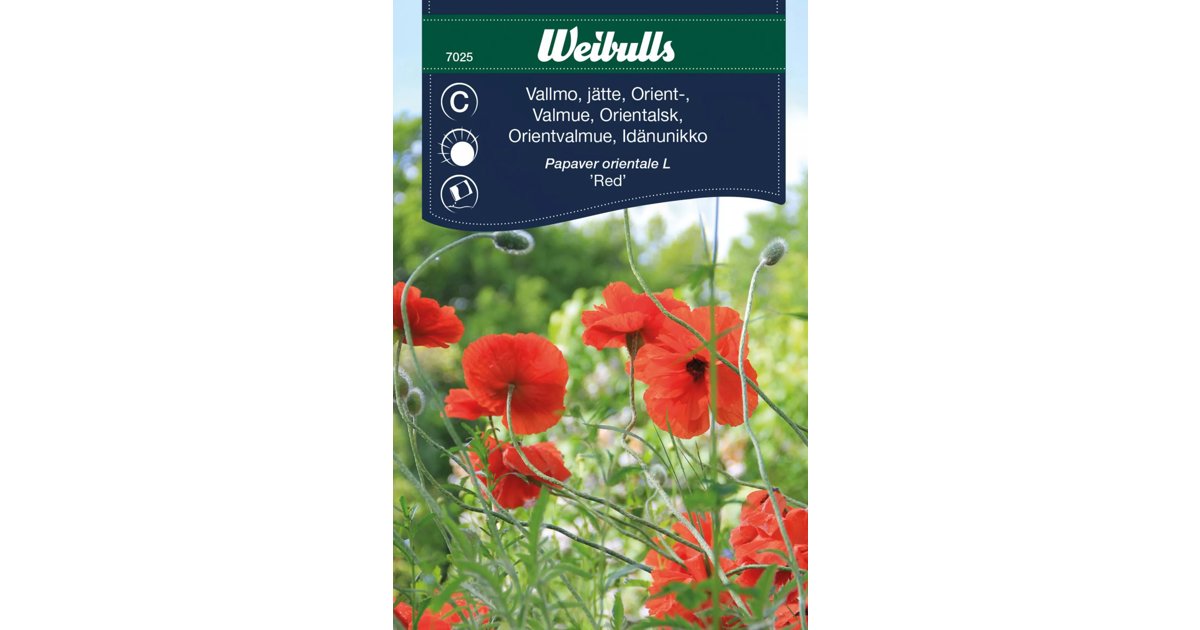 Orientvallmo Red