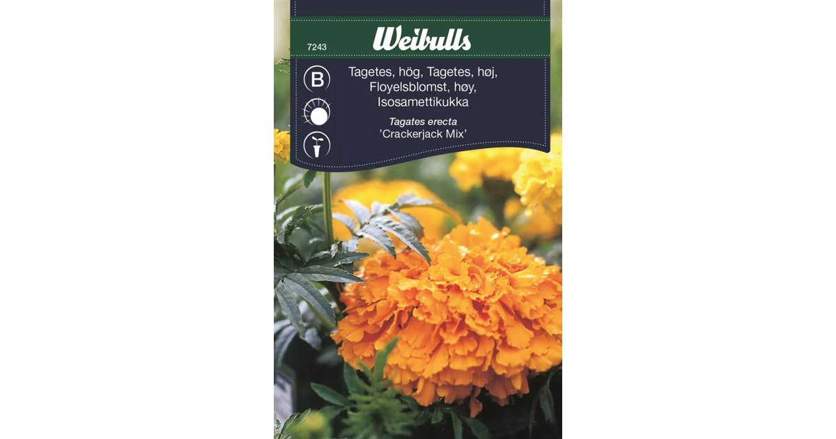 Tagetes Crackerjack Mix