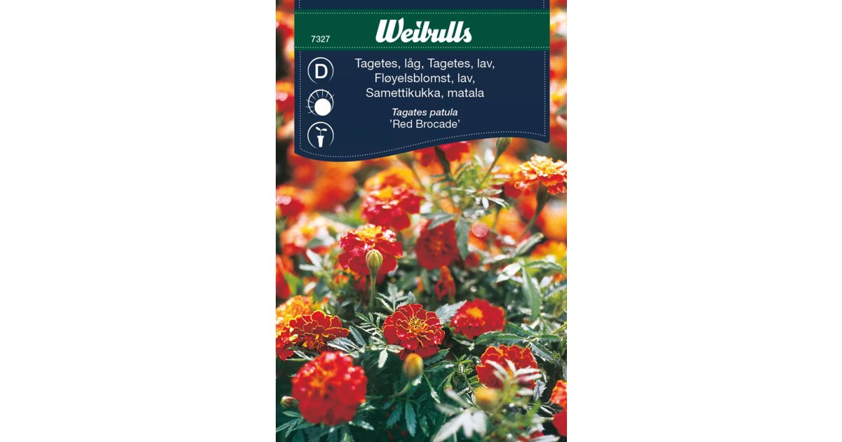 Tagetes Bolero