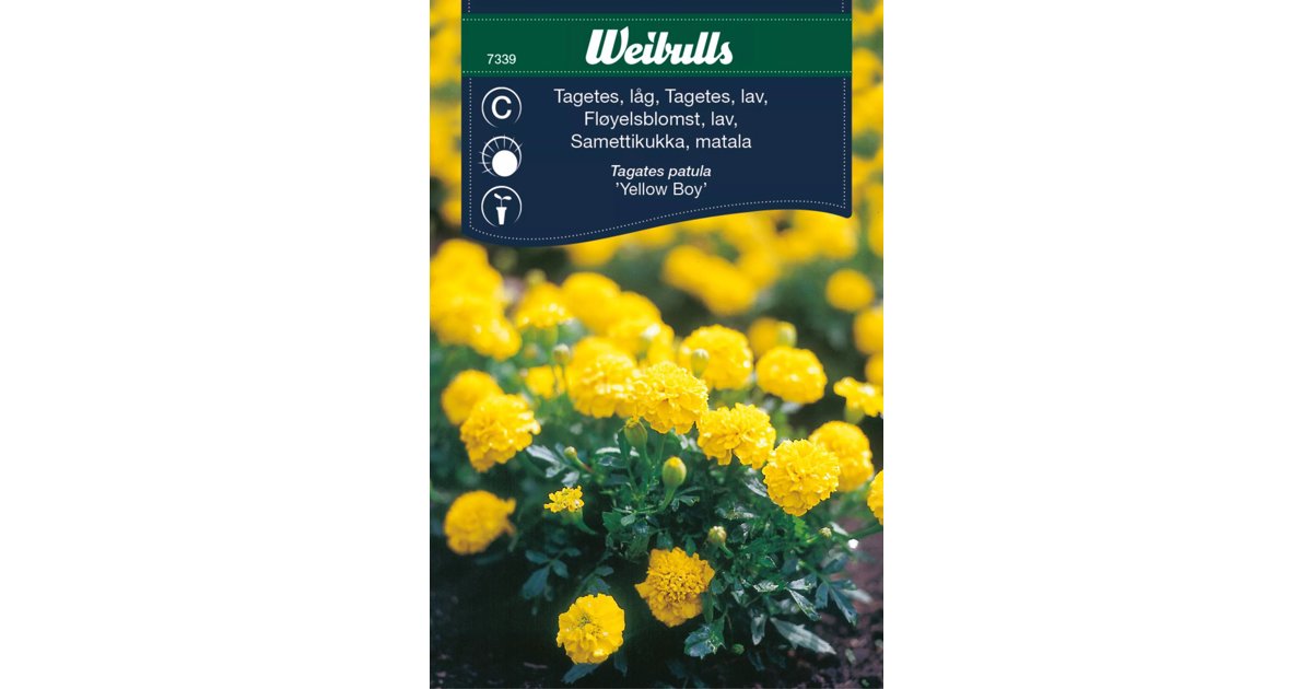 Tagetes Yellow Boy