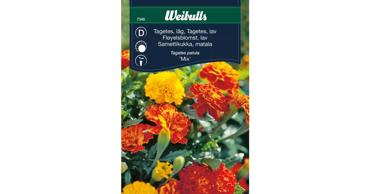 Tagetes Mix