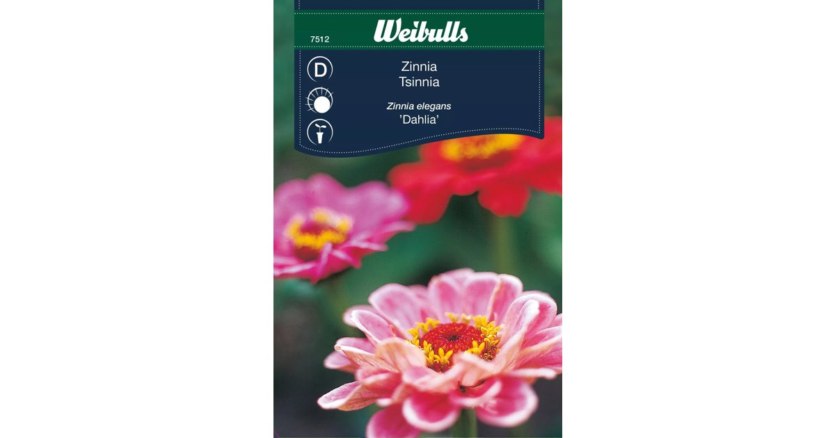 Zinnia Dahlia
