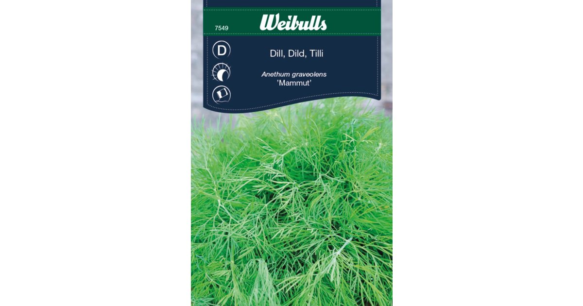 Dill Mammut