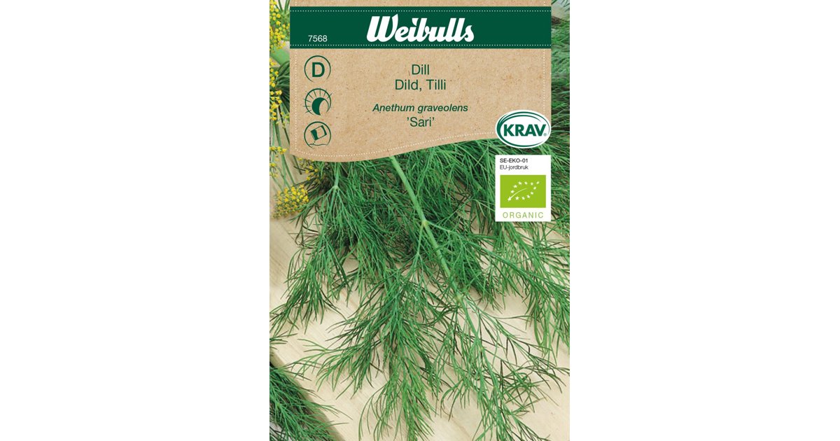 Dill Sari