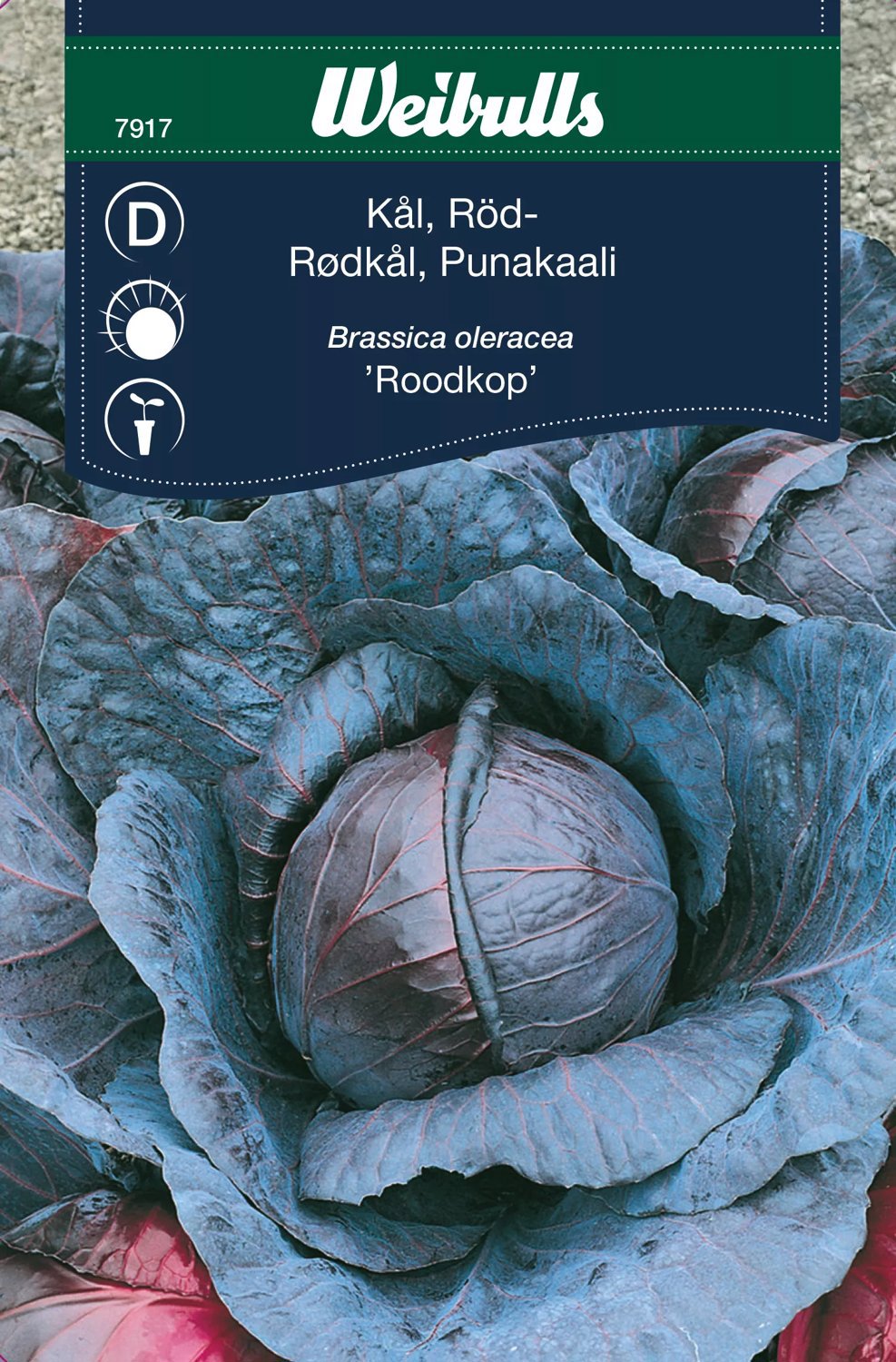 Rödkål Holdbar Vinter
