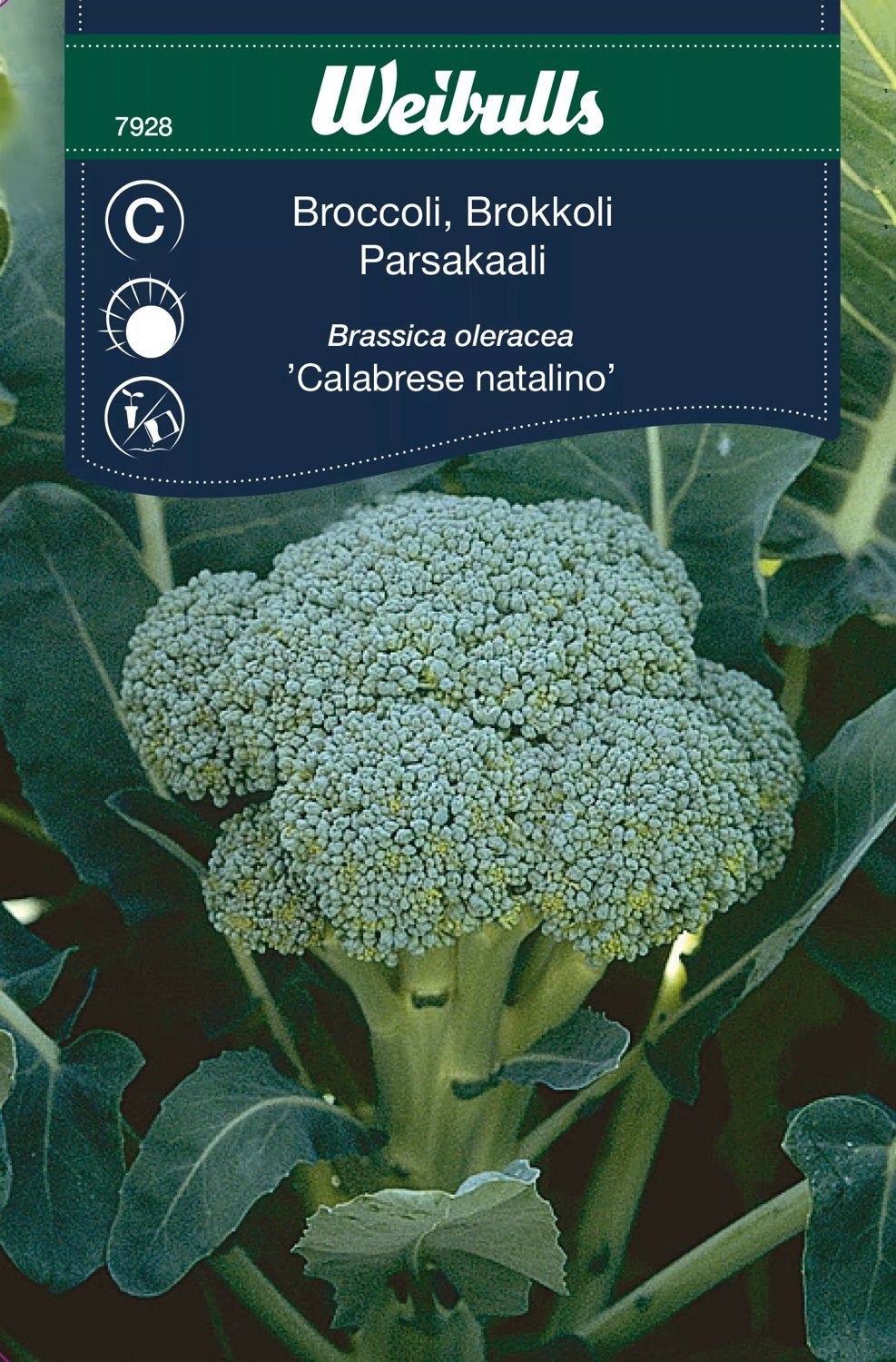 Broccoli Calabrais