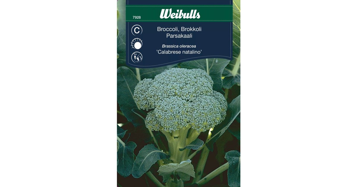 Broccoli Calabrais