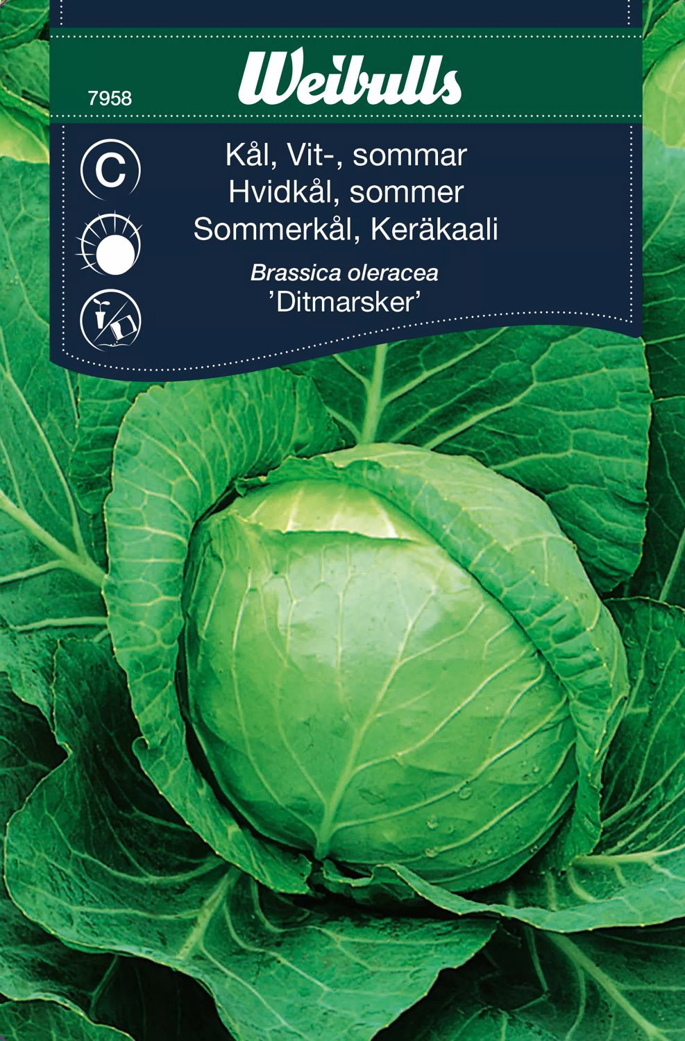 Vitkål Ditmarsker