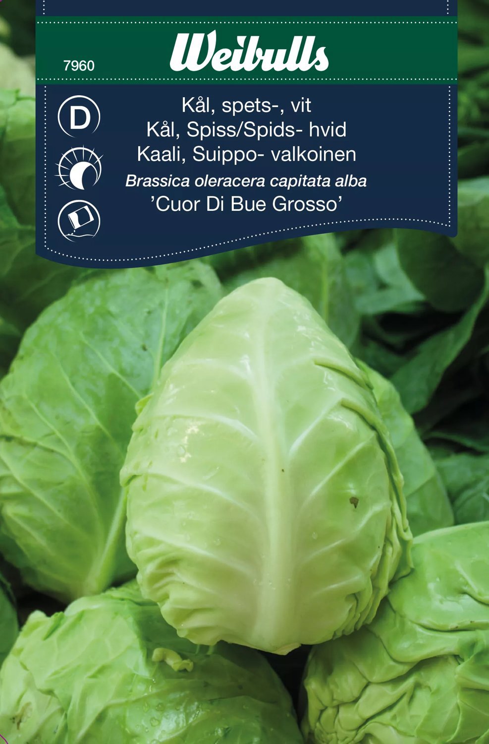 Spetskål Cuor Di Bue Grosso