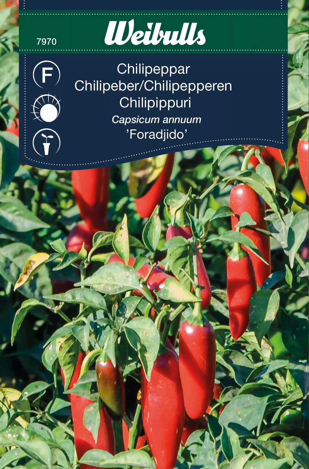 Produktbild på Chili 'Foradijo'