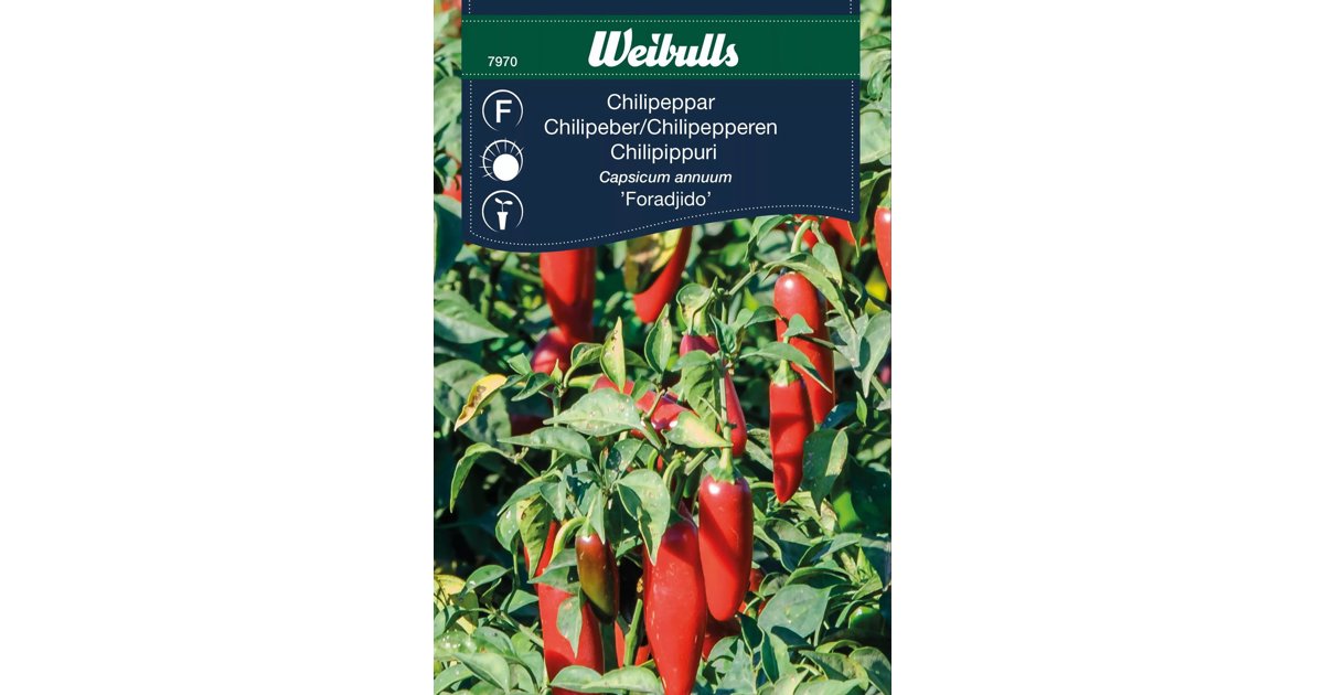 Chili Foradijo
