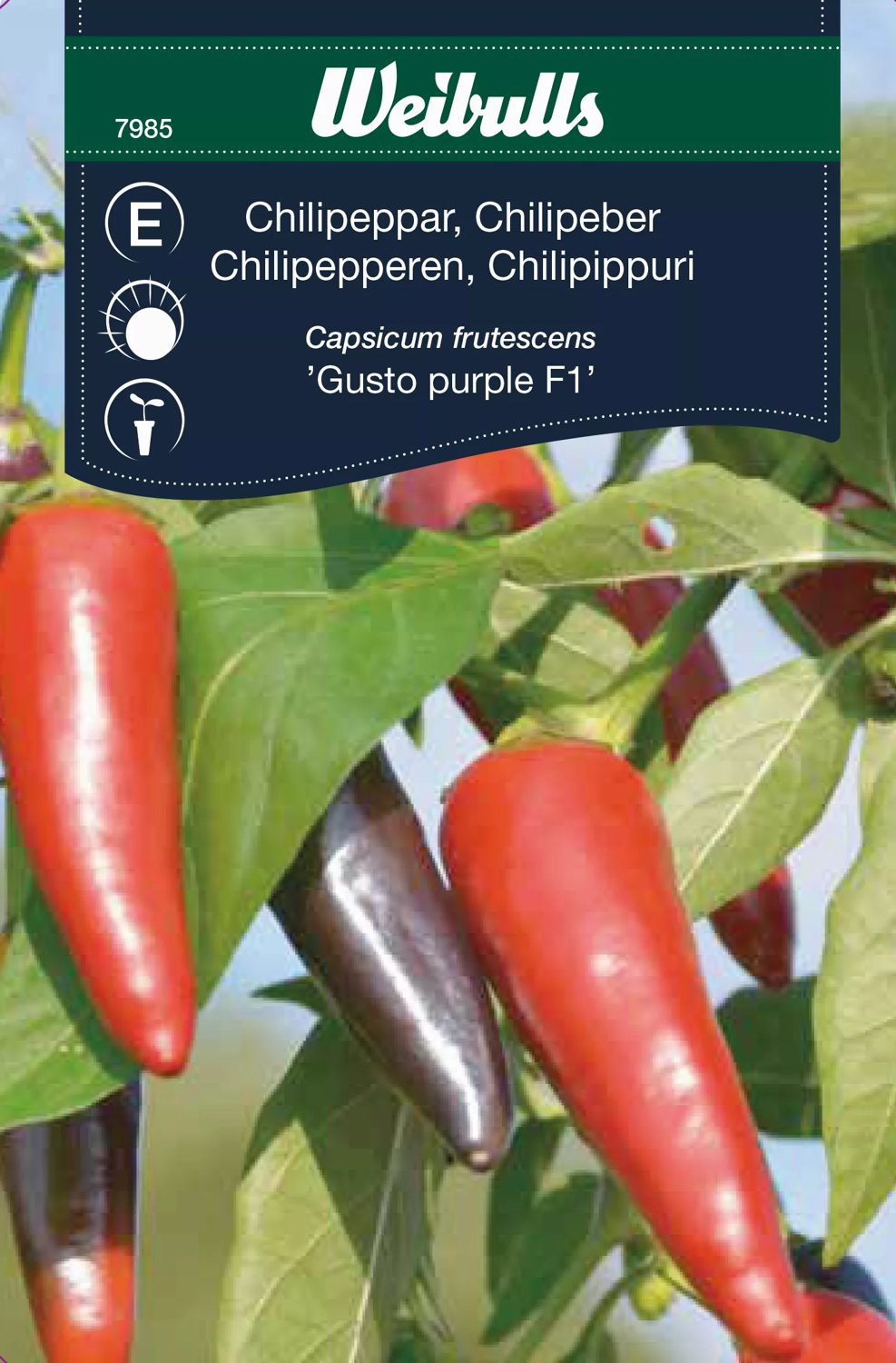 Produktbild på Chili 'Gusto Purple'