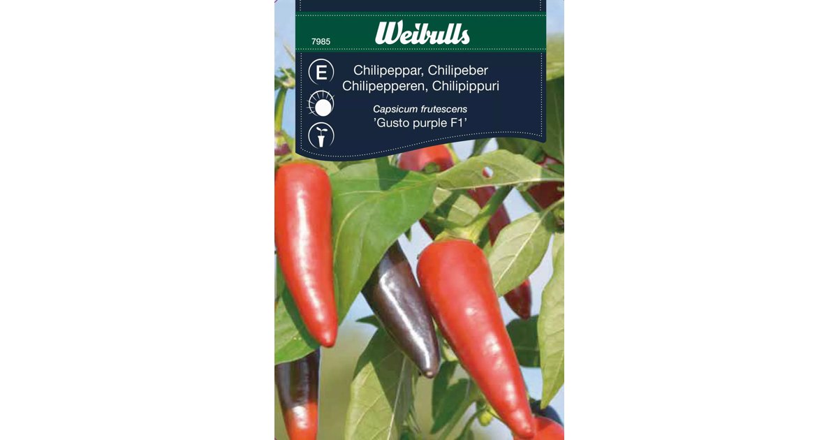 Chili Gusto Purple